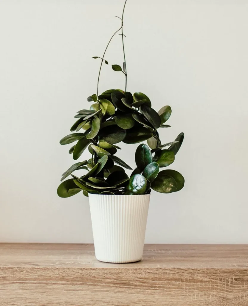 Services Plant Image Optimized 832x1024